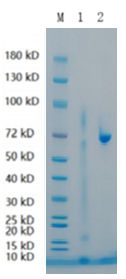 1 ug/lane, reducing conditions, 4%-20% SDS-PAGE, Coomassie Blue staining